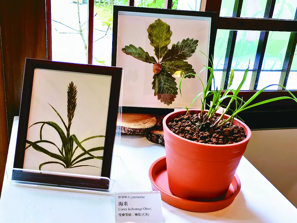 保育行動植物繪