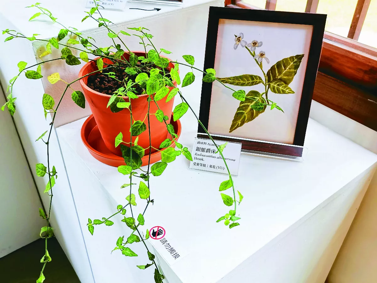 保育行動植物繪