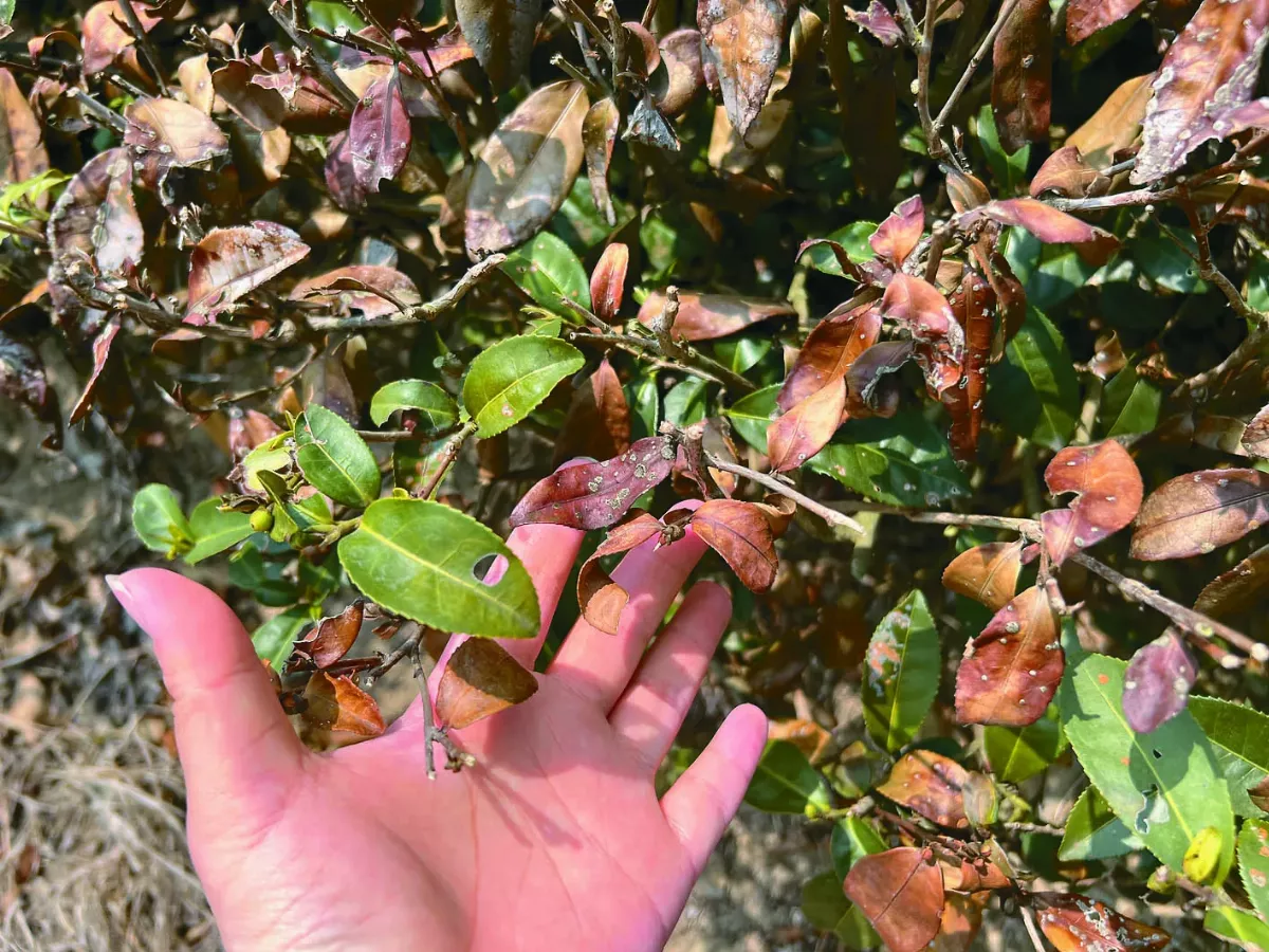 茶樹乾渴 春茶採收量恐減半