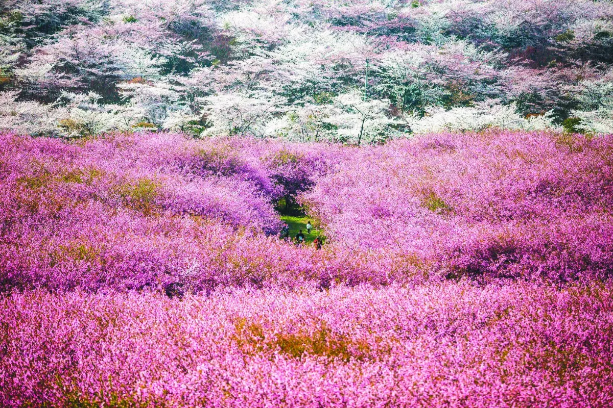 海棠花海