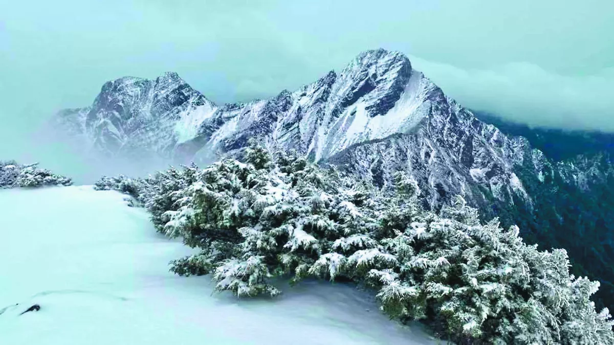3月雪奇景 玉山初雪、阿里山櫻花 隔空相望
