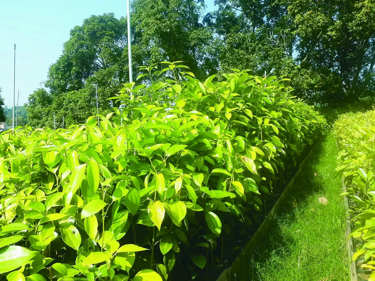 護眼睛看綠色植物? 距離才是關鍵