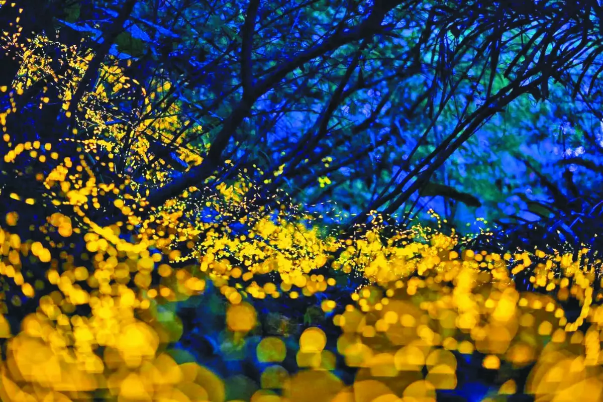 火金姑螢光點點 閃耀全台 