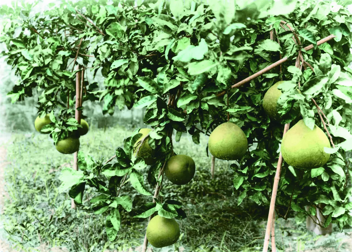 【時光走廊】福星台灣：台灣物產生態大觀 ( 16-14 ）  日本殖民：果物