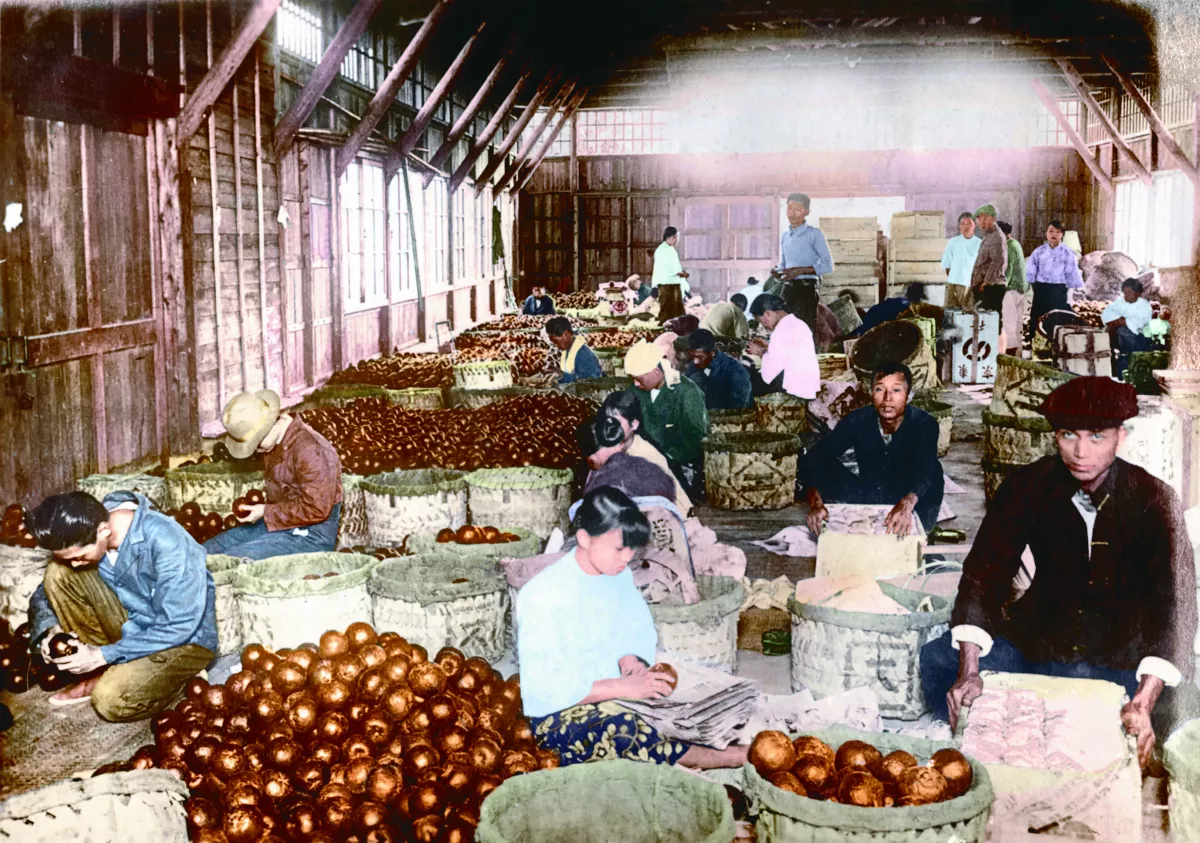 【時光走廊】福星台灣：台灣物產生態大觀 ( 16-14 ）  日本殖民：果物