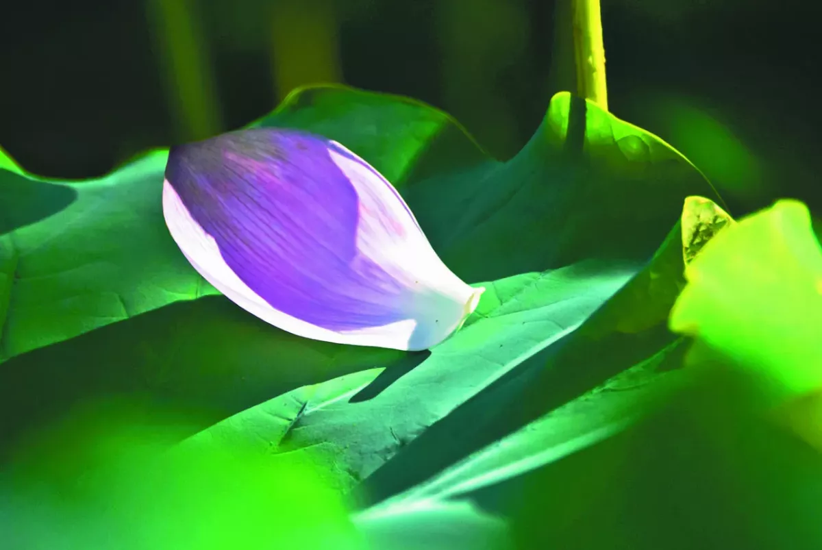 【作品欣賞】荷其自在