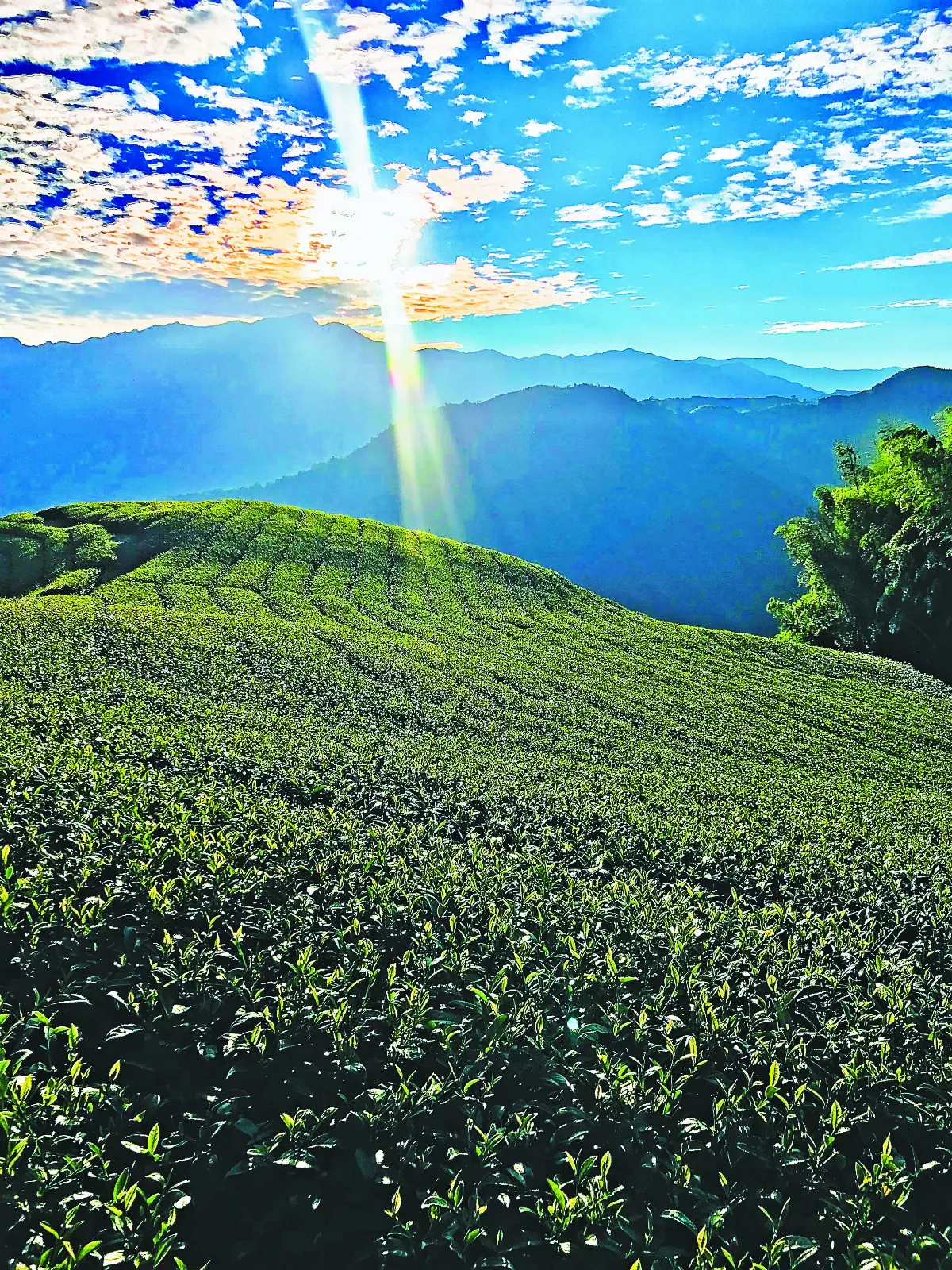 【法寶故事】偽善之人 行必敗露