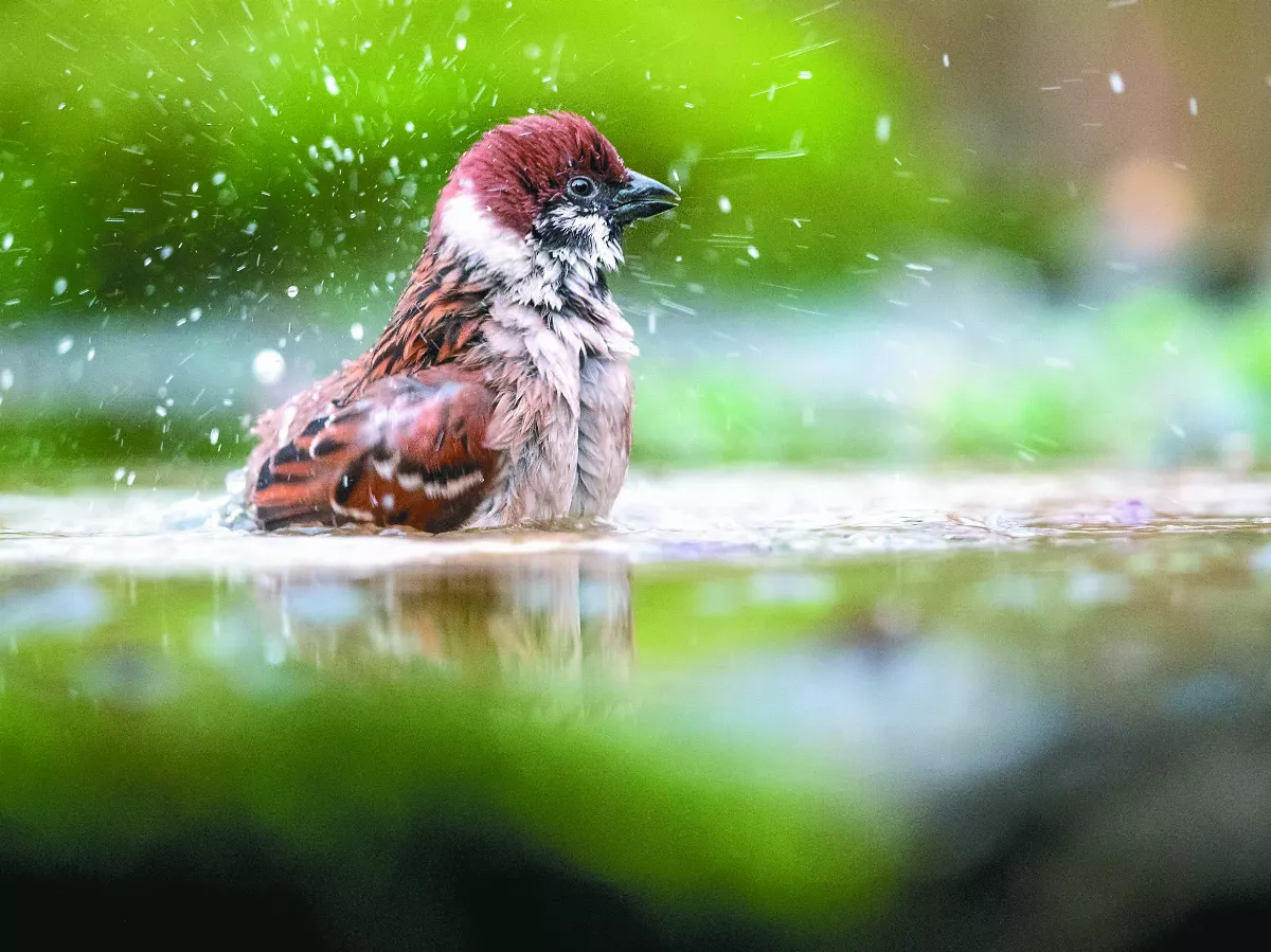 麻雀是媽寶 不是害鳥