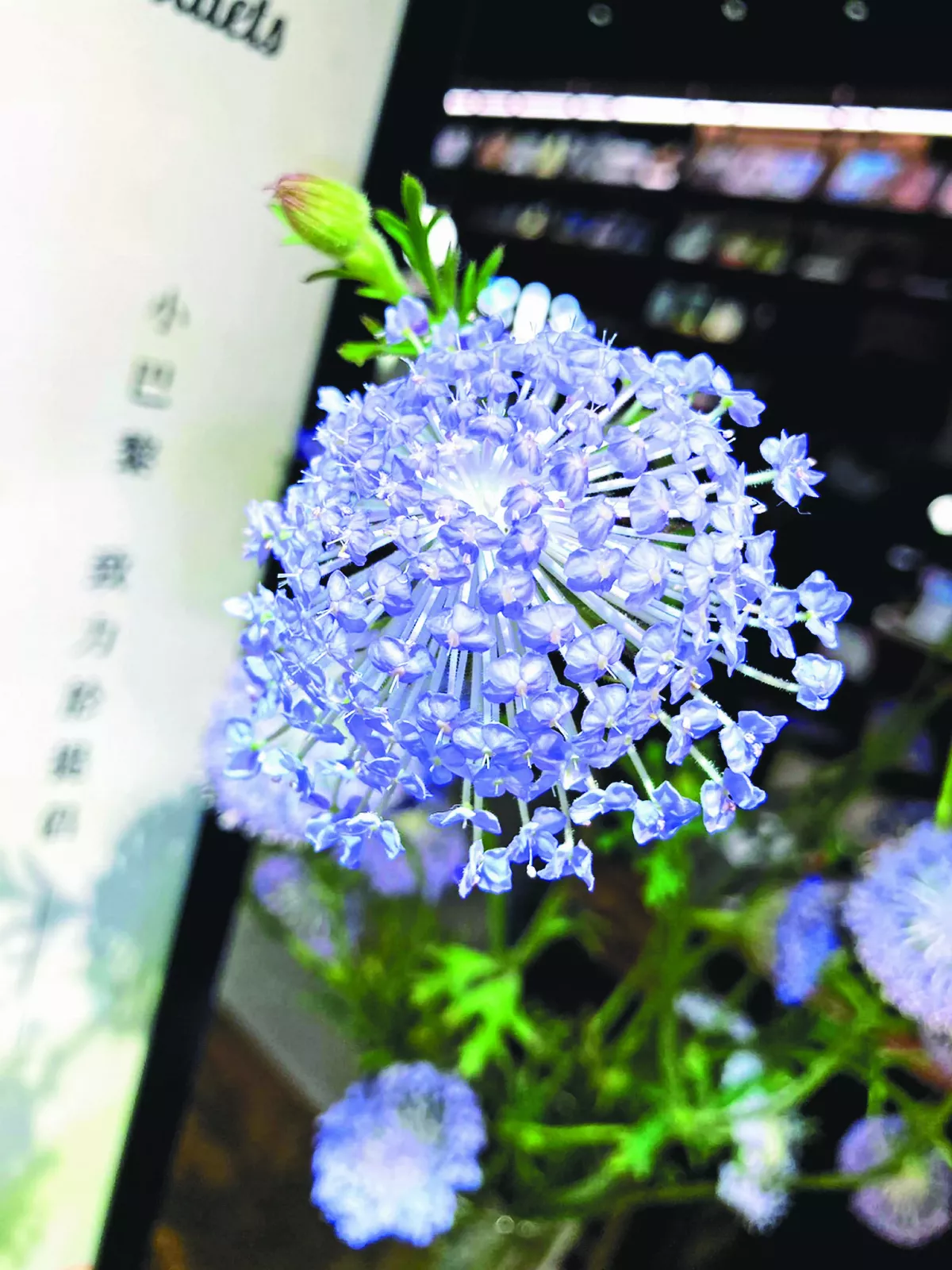 【生命畫語】花心