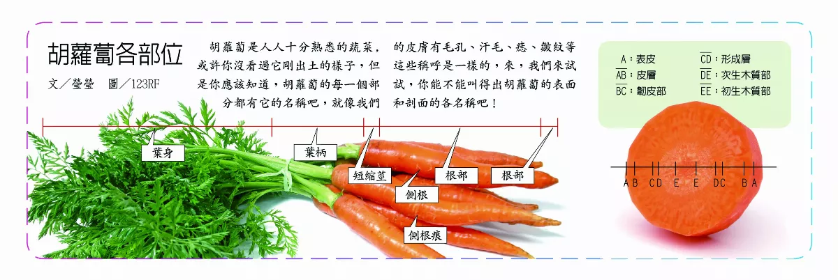 胡蘿蔔各部位
