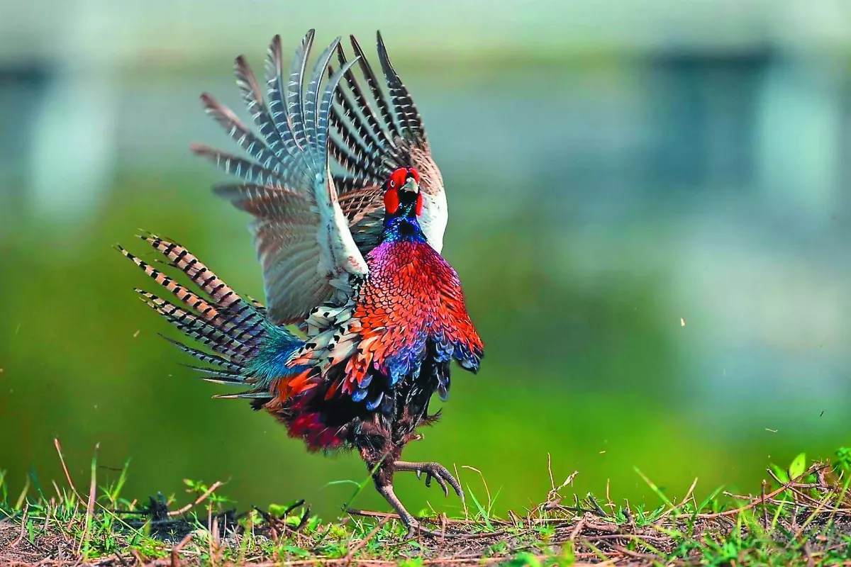 野鳥協會 守護環頸雉