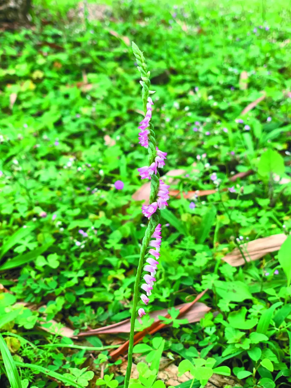 【詩】微小── 綬草觀察筆記