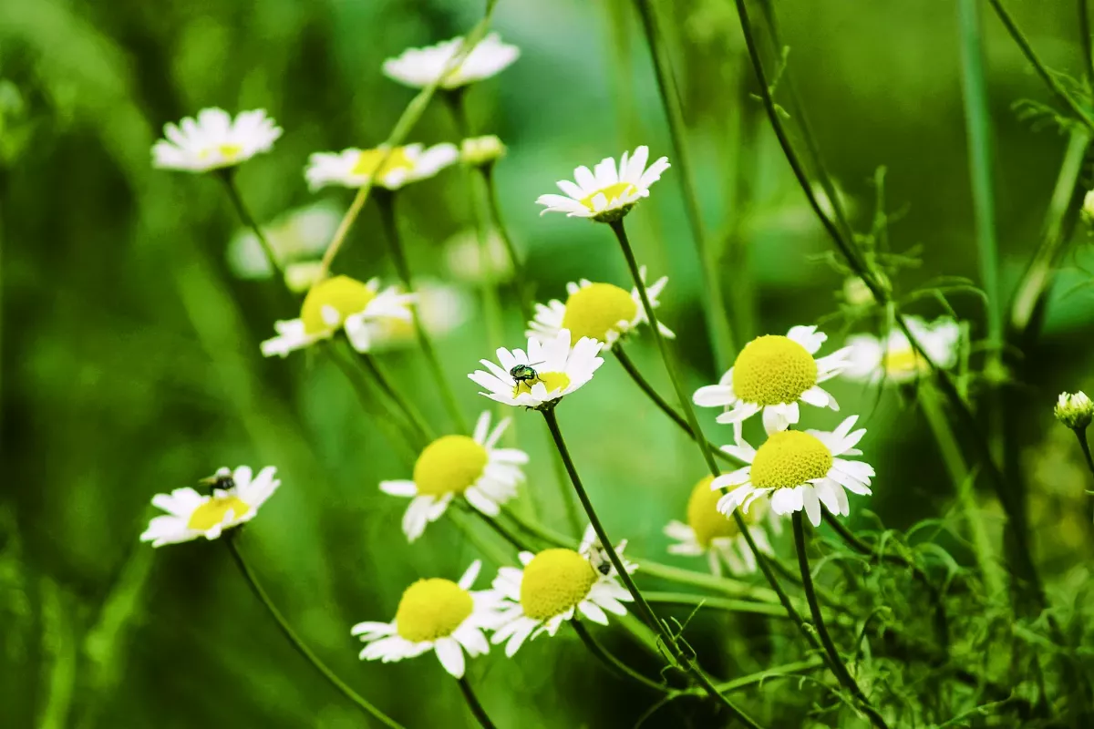 【花就是禪】 花為用