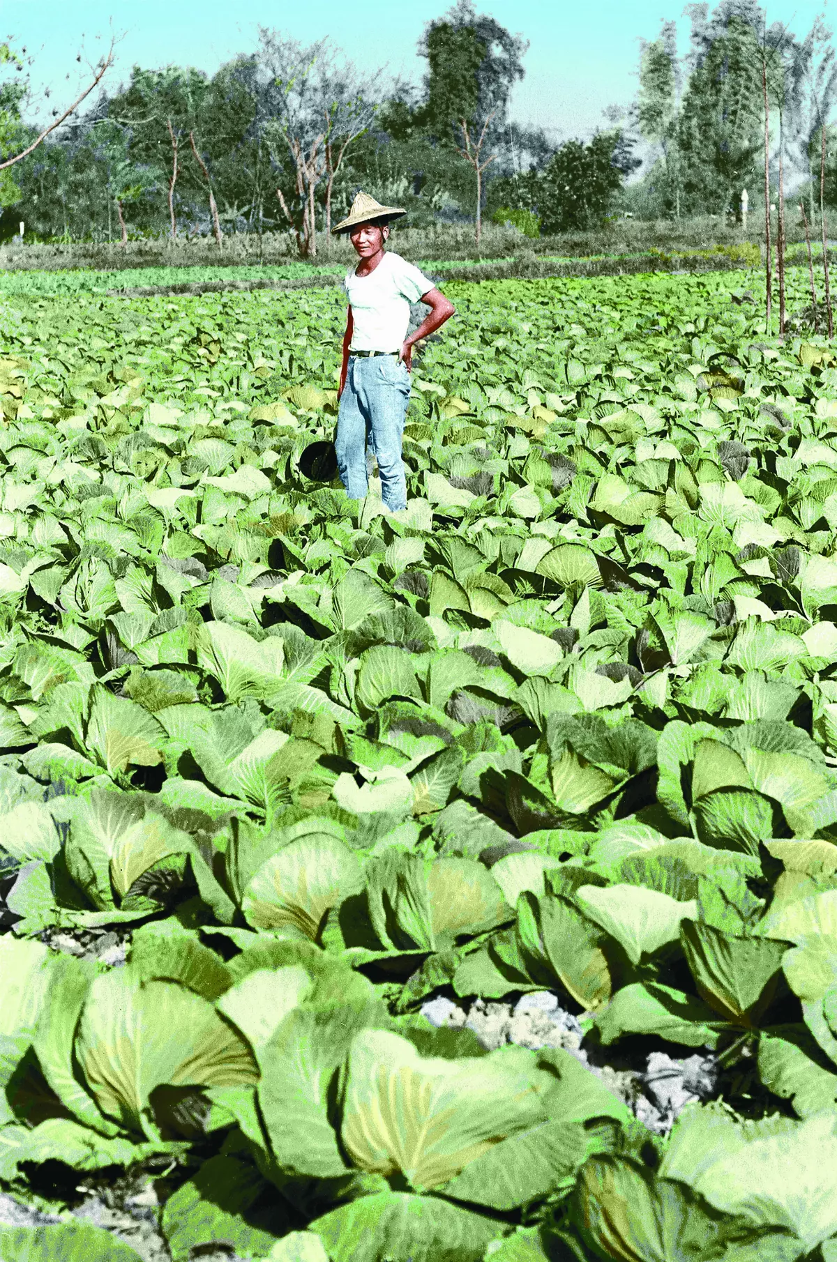 【時光走廊】 福星台灣：台灣物產生態大觀 ( 16-15、16） 光復之後