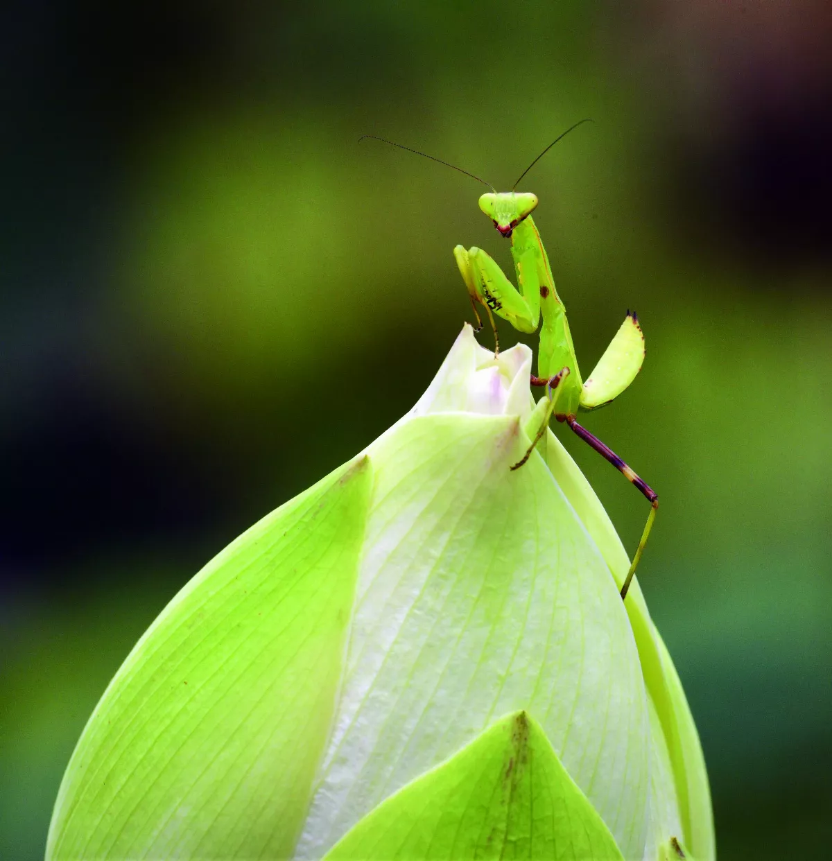 【遇見．荷】 你的回眸打開一扇窗