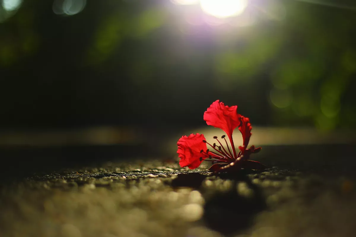 【生命畫語】花開花謝