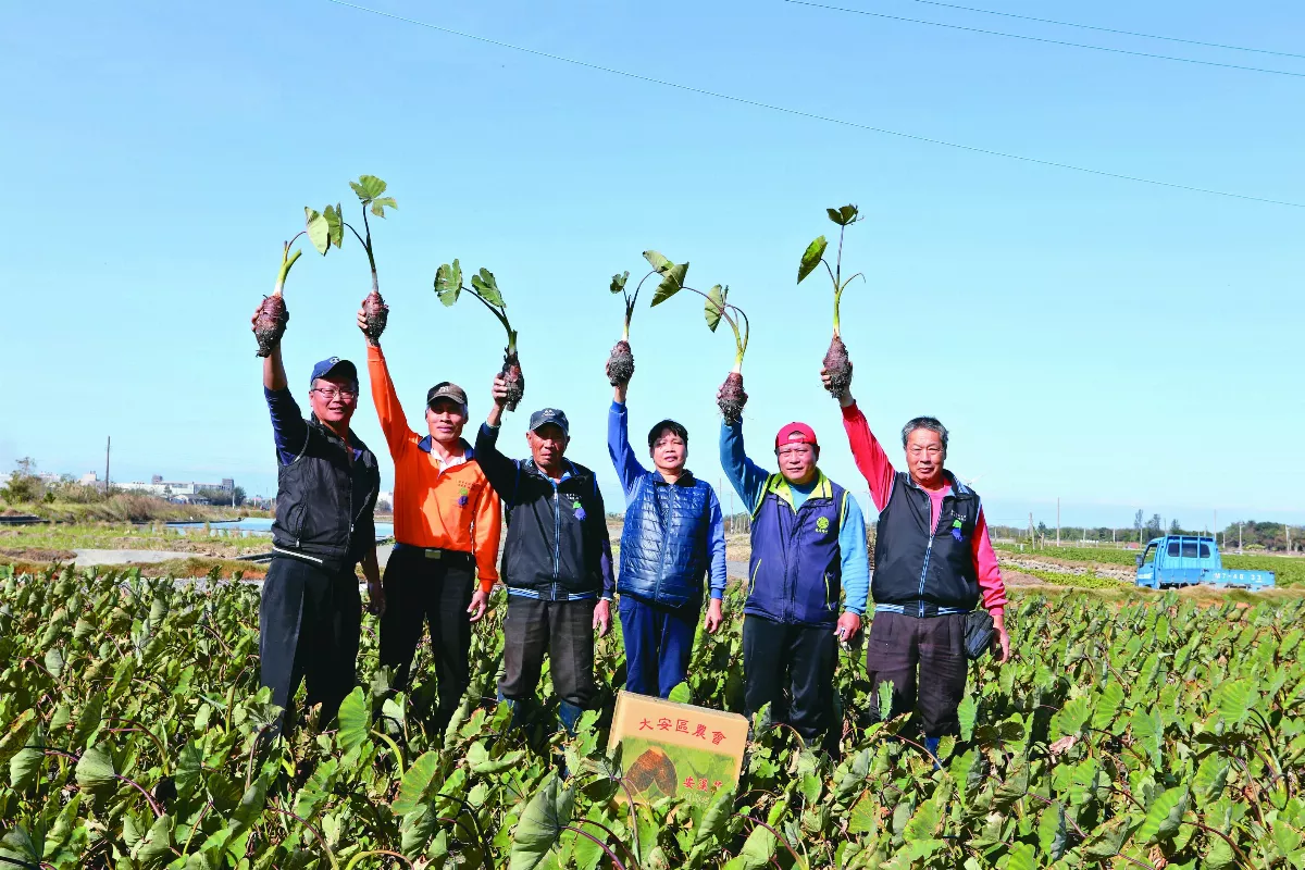 大安芋 得獎常勝軍
