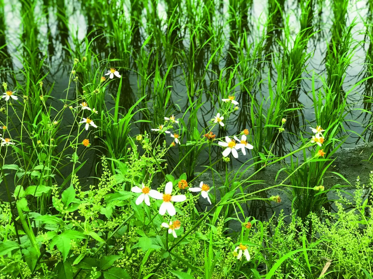 【十步芳草】 大花咸豐草的溫柔針