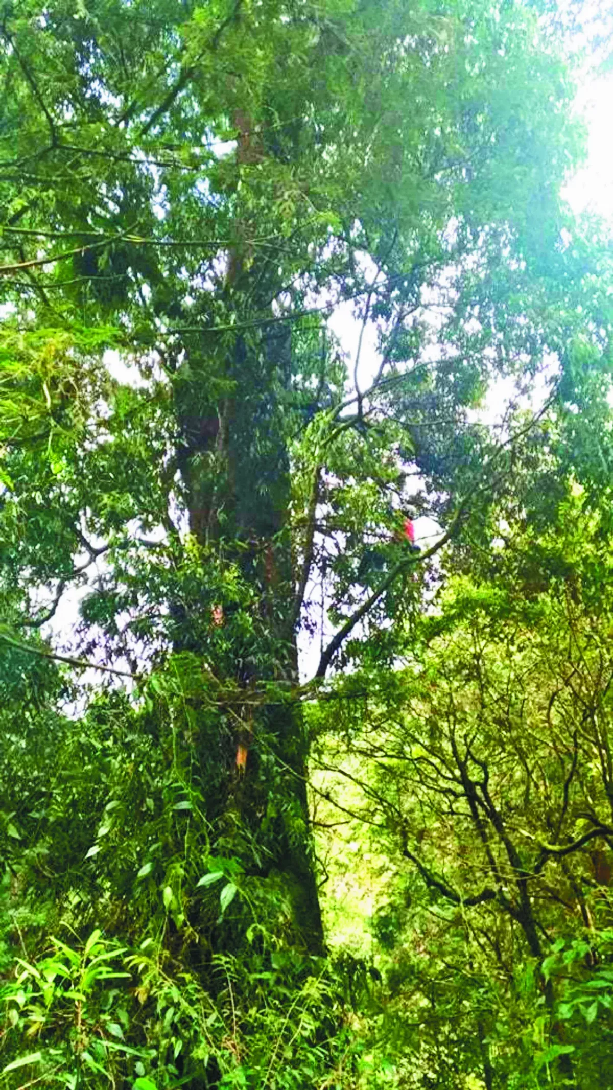 台灣新10大神木 最老1515歲