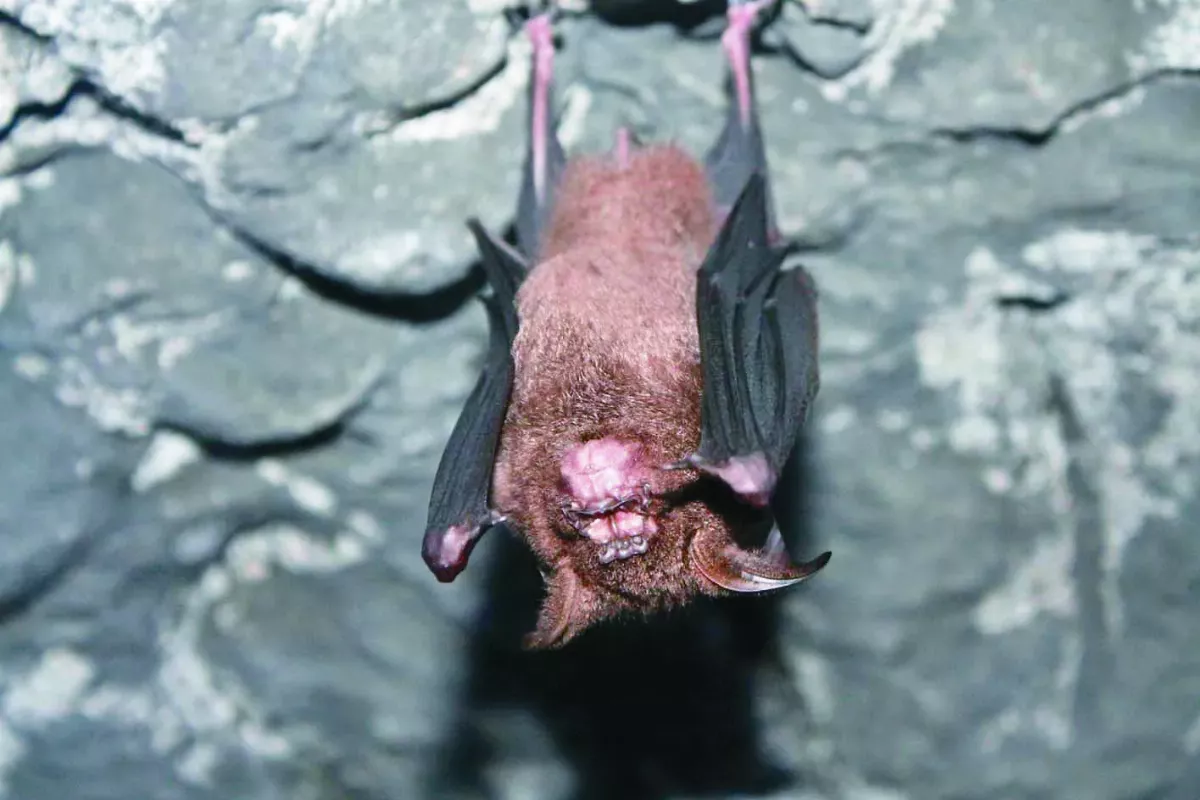 葉晉玉 讓太平藍全球發光