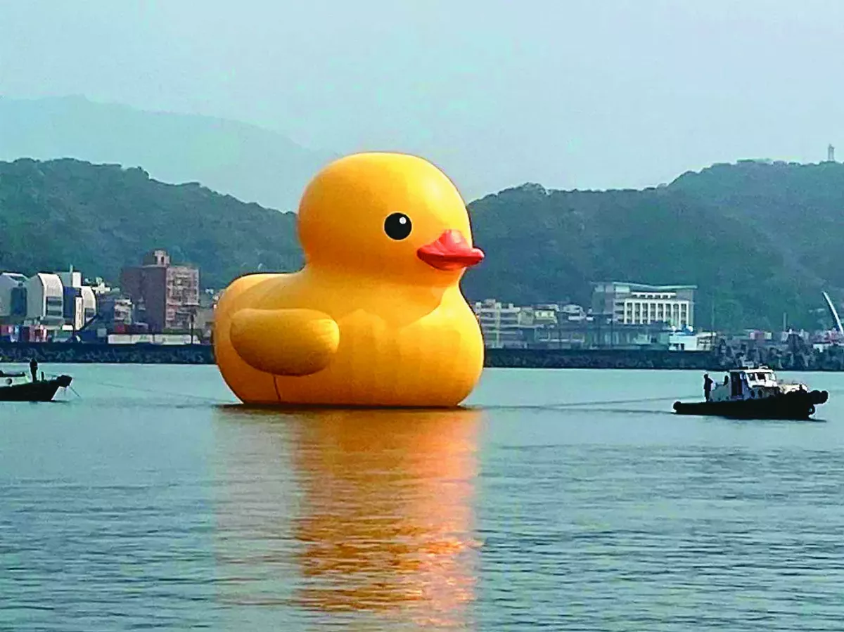 黃色小鴨 回來了