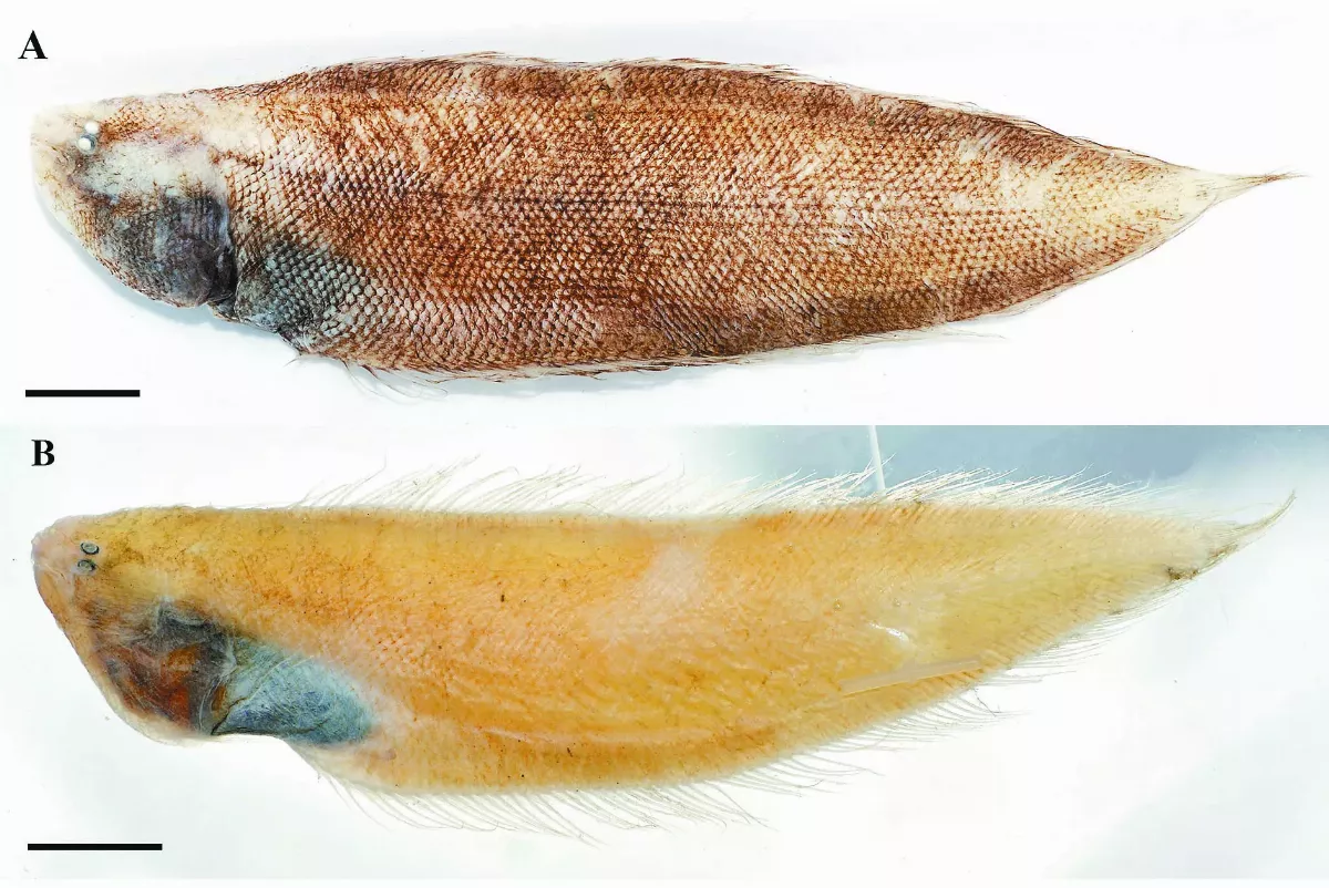 發現新種深海魚：尖吻無線鰨