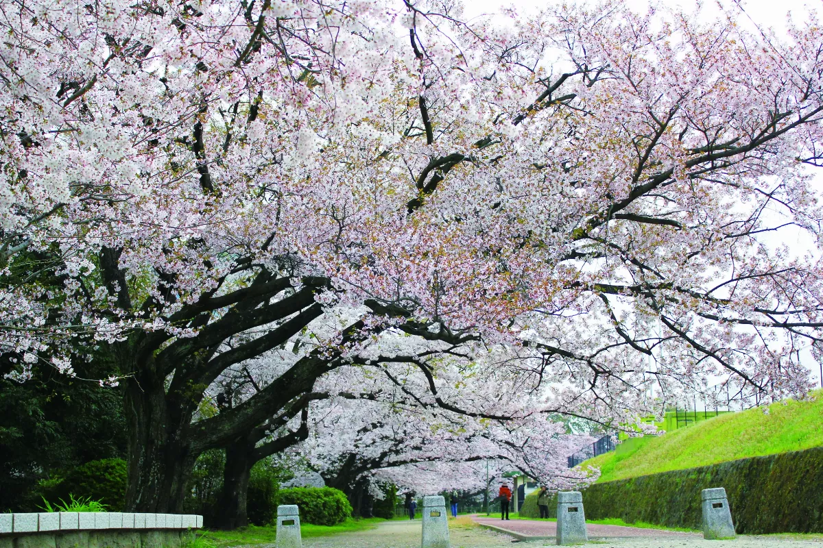 【我行遲遲】遙看春花幾許