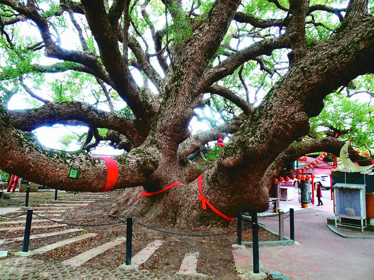 【寶島踏查】偉岸依然的大樟公