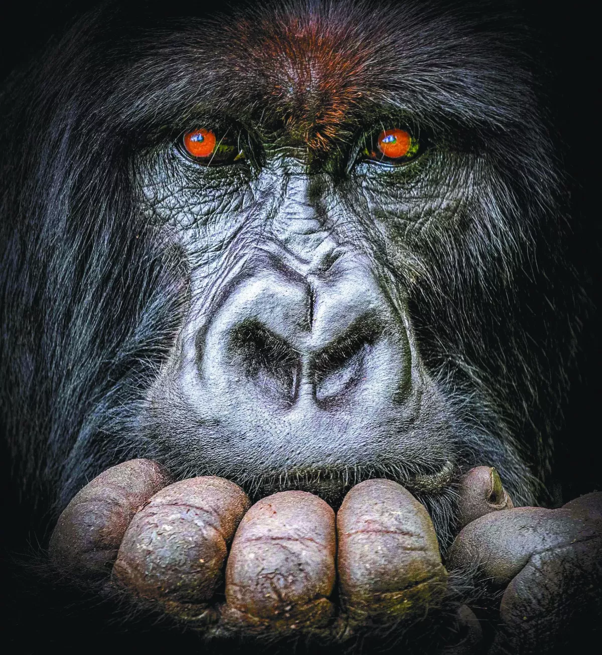 姆卡帕攝影獎 為非洲動物發聲