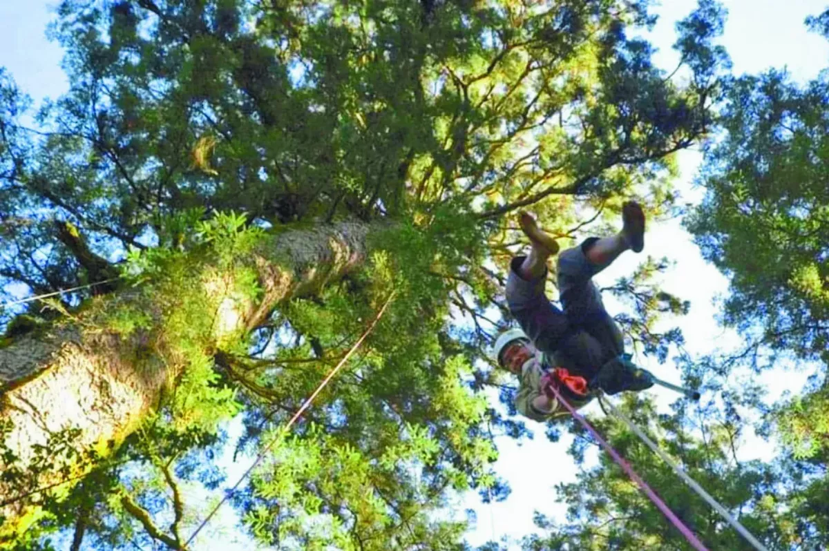 他登雲杉樹頂 揭開毬果祕密