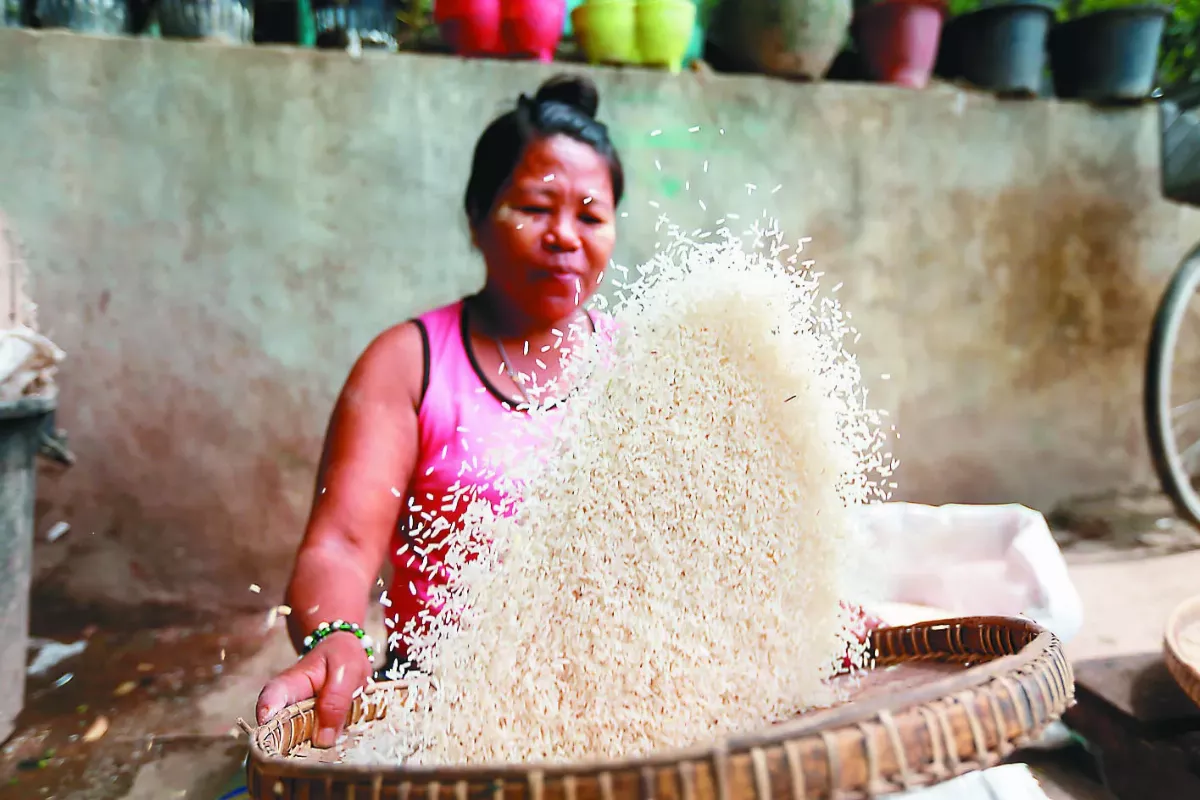 俄烏戰爭、暖化 全球稻米20年最缺 衝擊35億食用人口