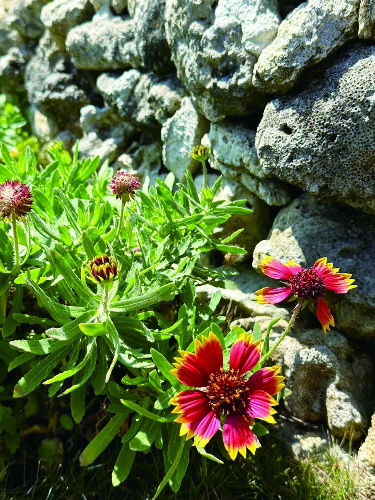 【時光重逢】 鹹水煙裡冰花綻放