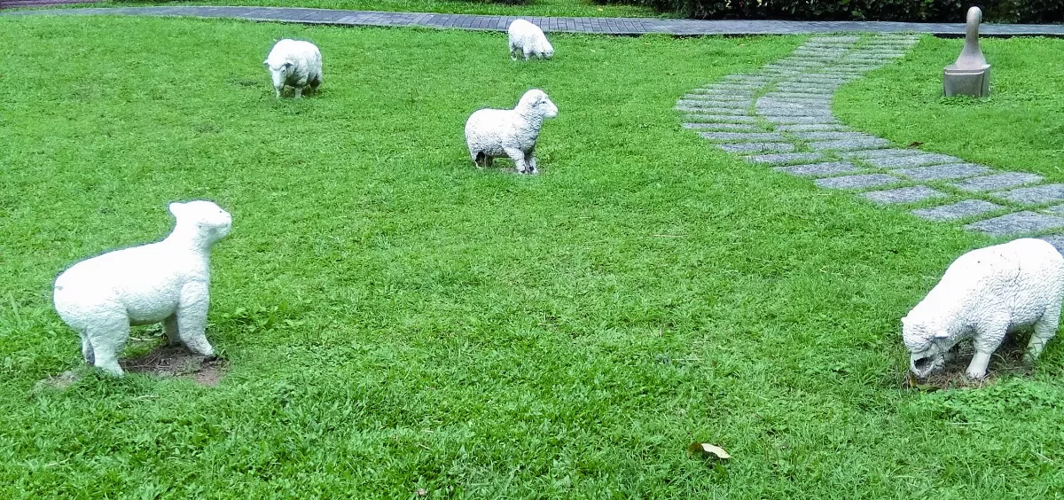 【生活快門】何處是羊家