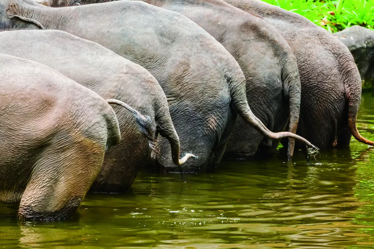 動物那些屁事