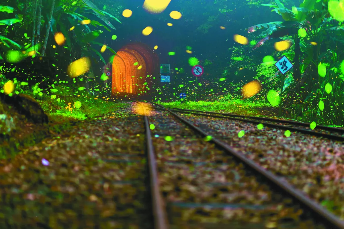 嘉義螢河鐵道  夢幻吸睛