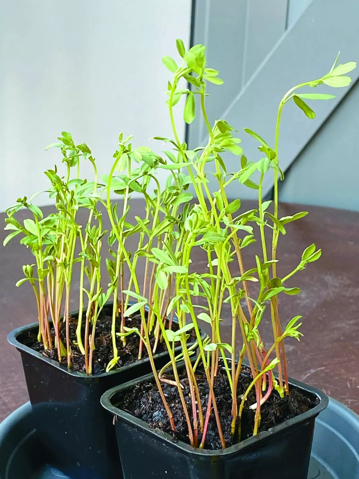 【異鄉食情】 護目扁豆