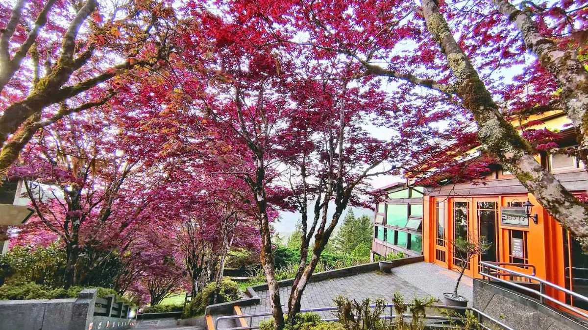 太平山莊 紫葉槭喜氣迎客 