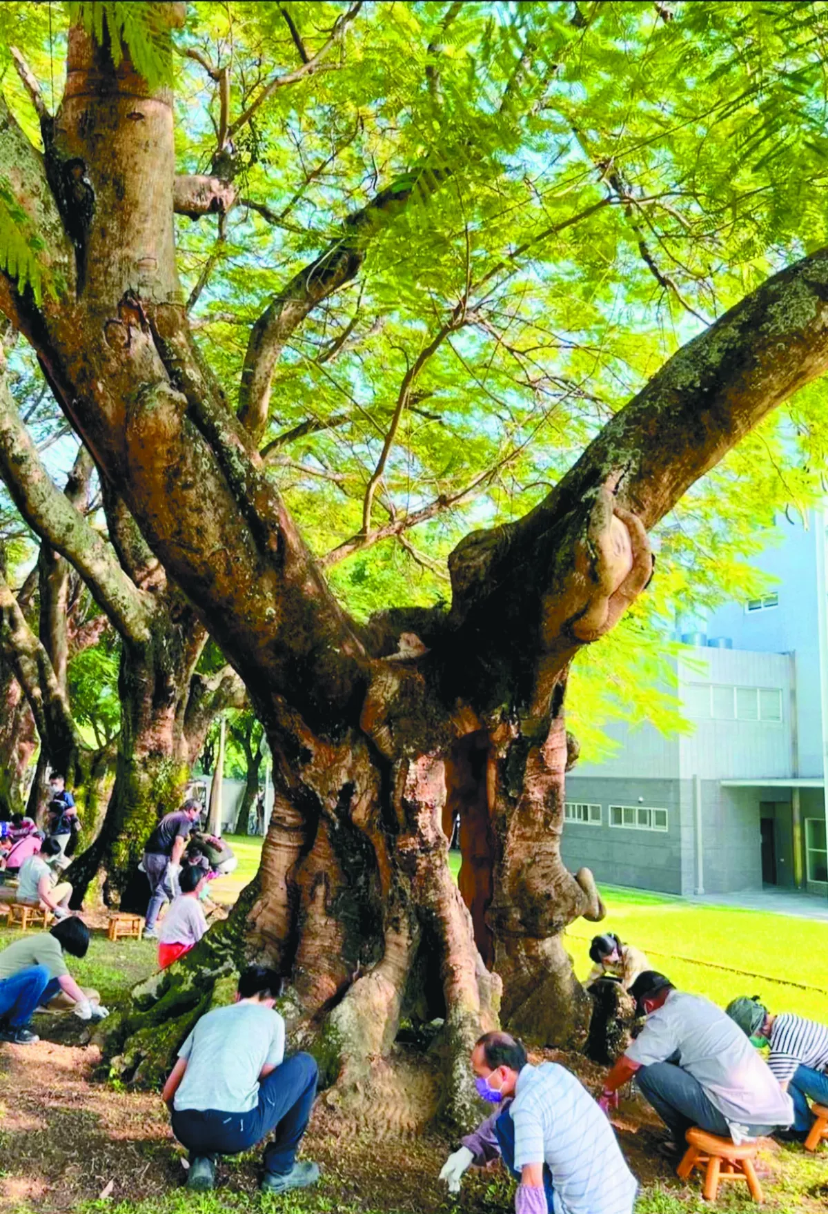 台首位女樹醫 詹鳳春救家鄉樹