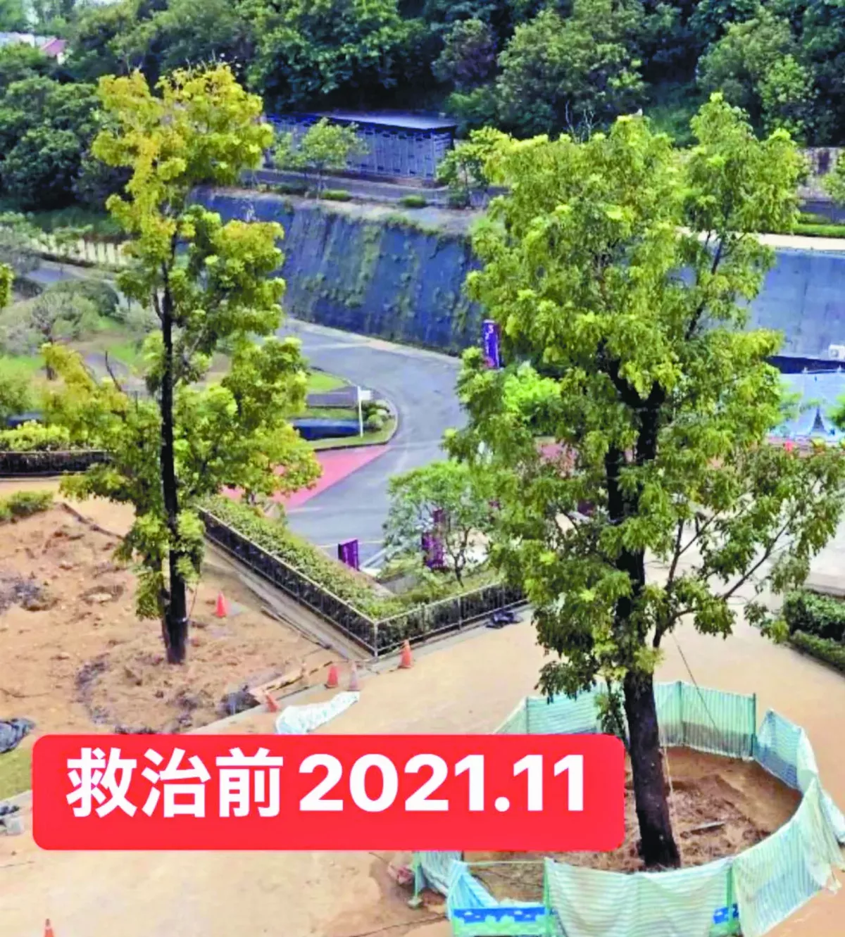 台首位女樹醫 詹鳳春救家鄉樹