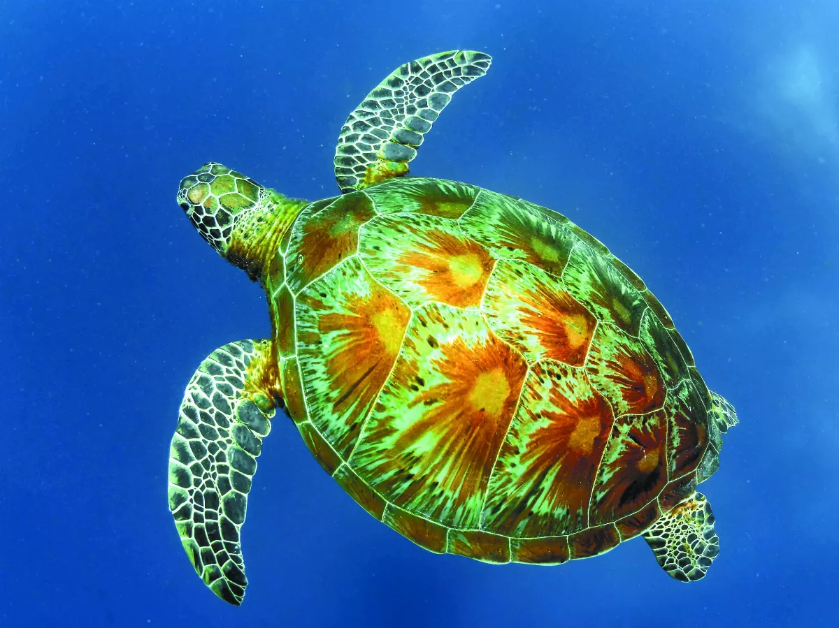 日本野生動物奇觀