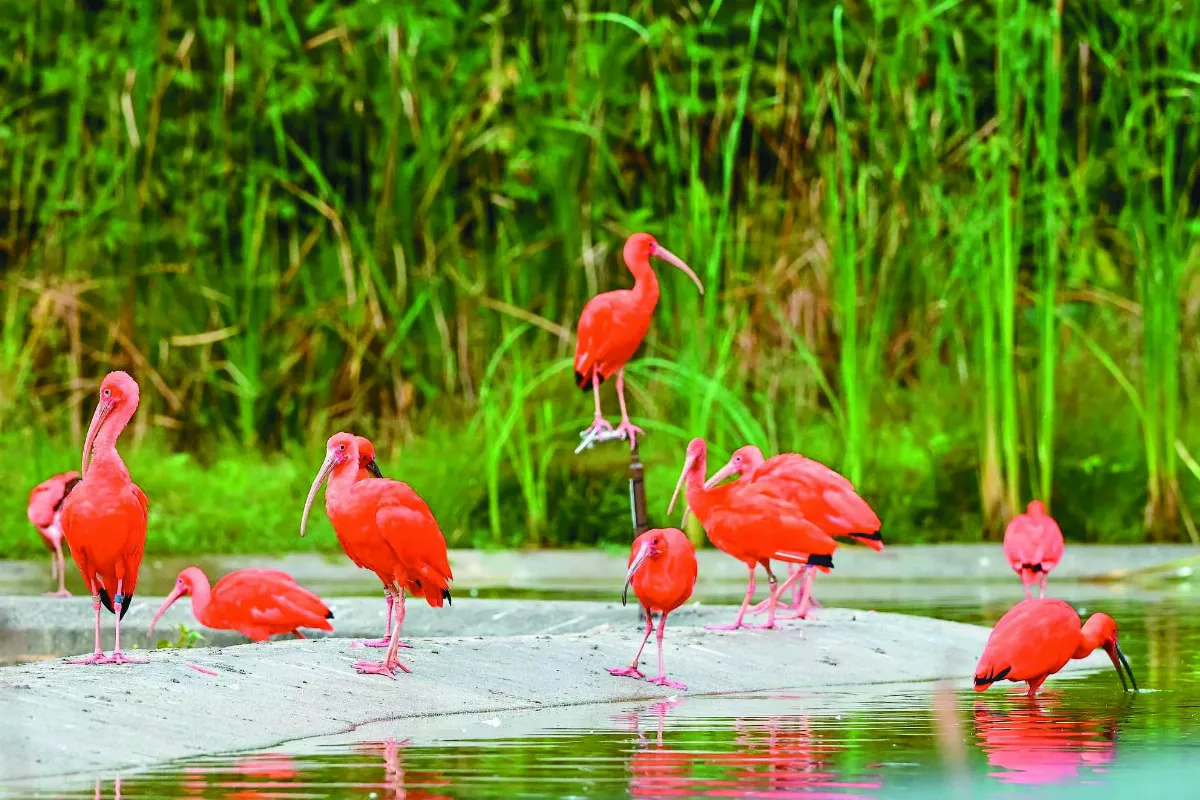雀鳥天堂  紅䴉戲水