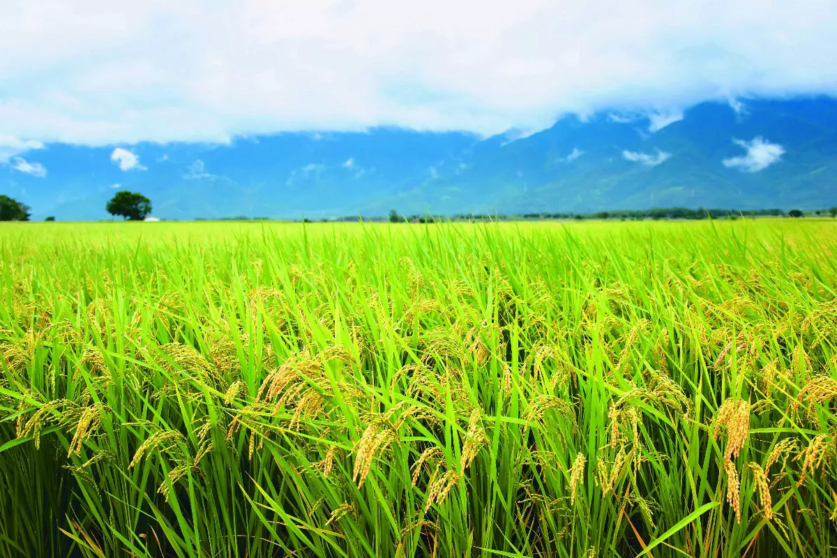 後璧農創 台灣稻鄉 步穀風華再現