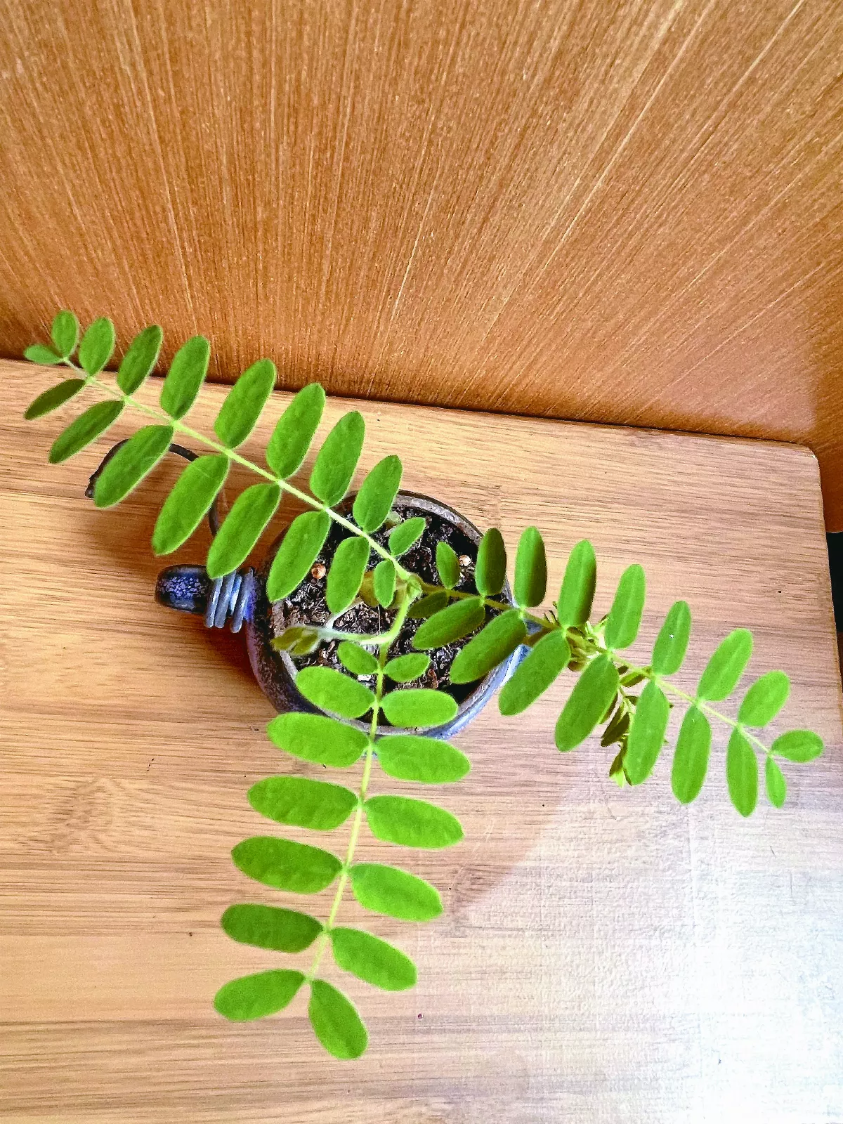【3-4月主題徵文 春天的故事】 人間花時