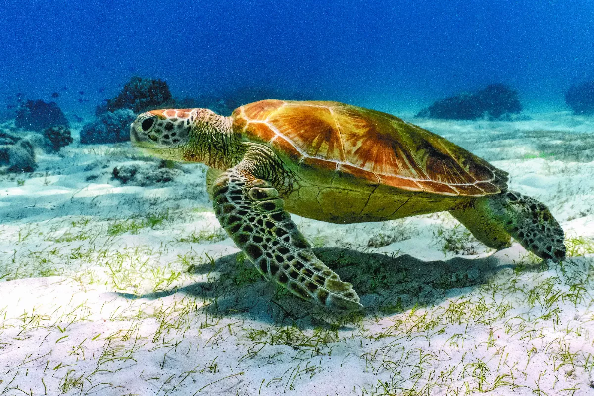 海龜殼上新世界