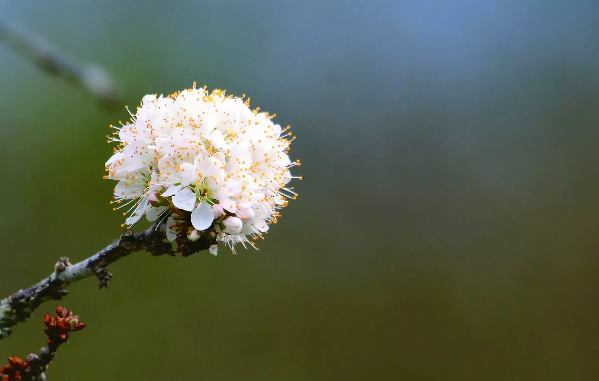 【歌頌春天】 花開有聲