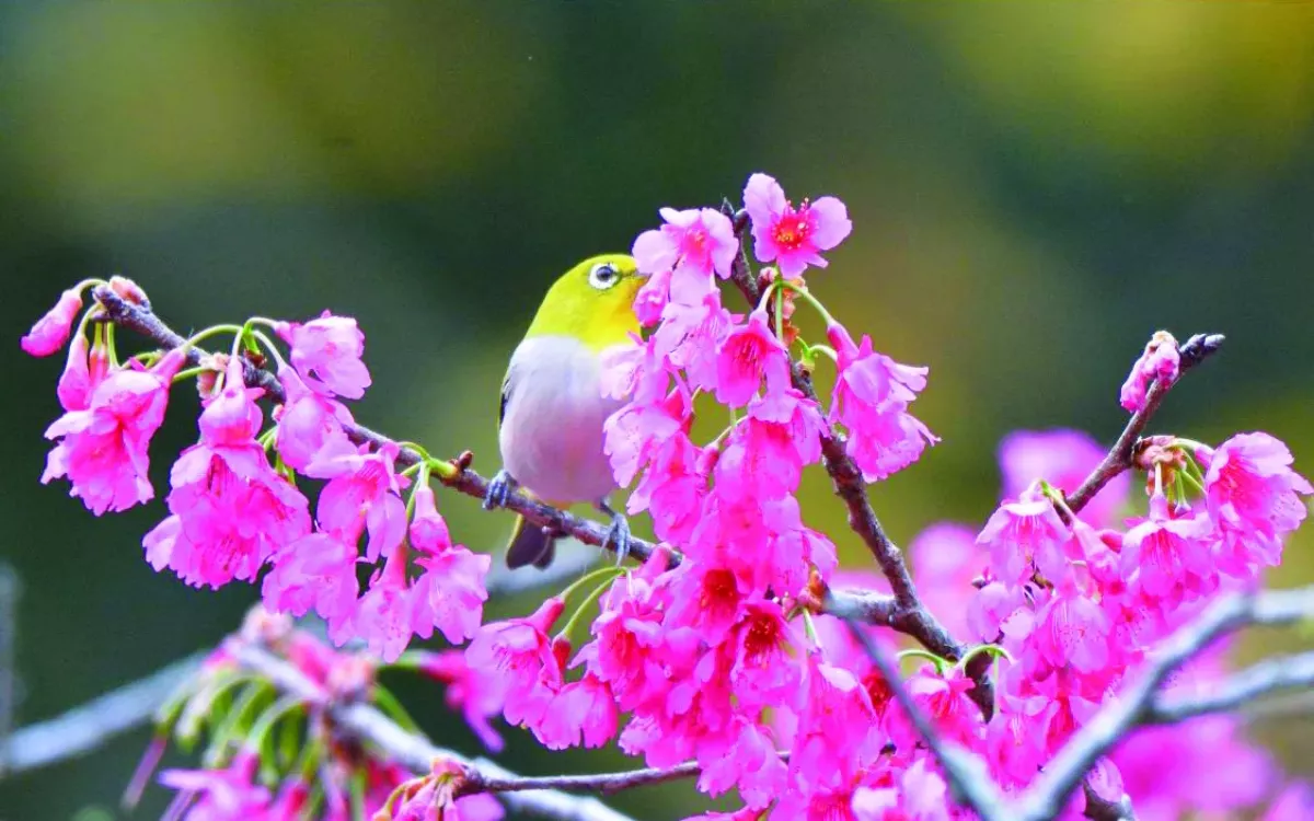 【歌頌春天】 花開有聲
