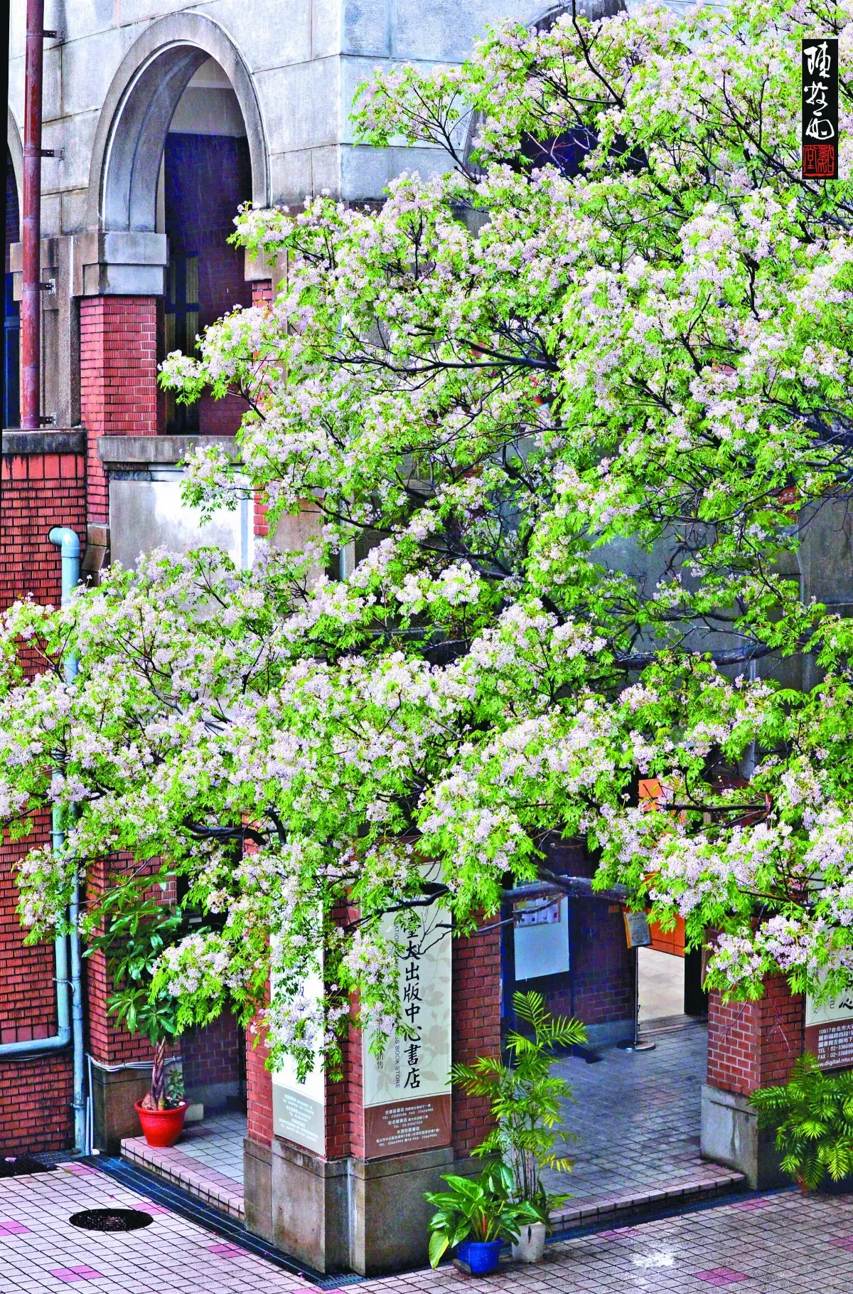 【遊藝筆記】 小雨輕風落楝花