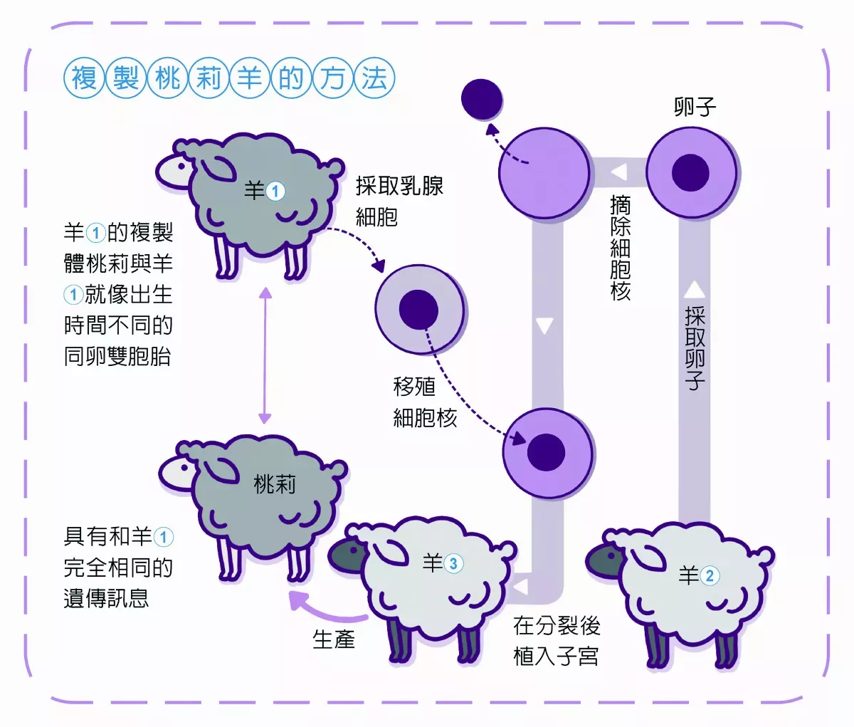 桃莉的出生