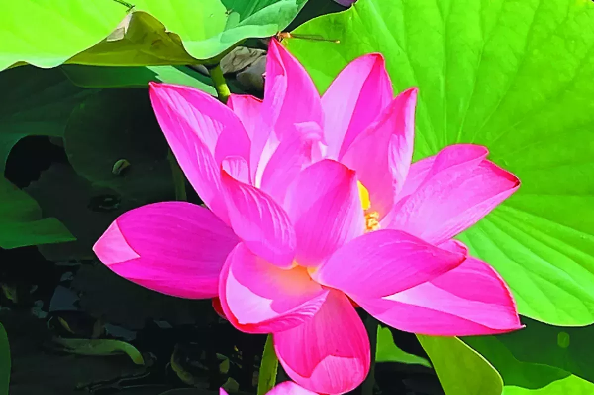 白河蓮花節 周日登場