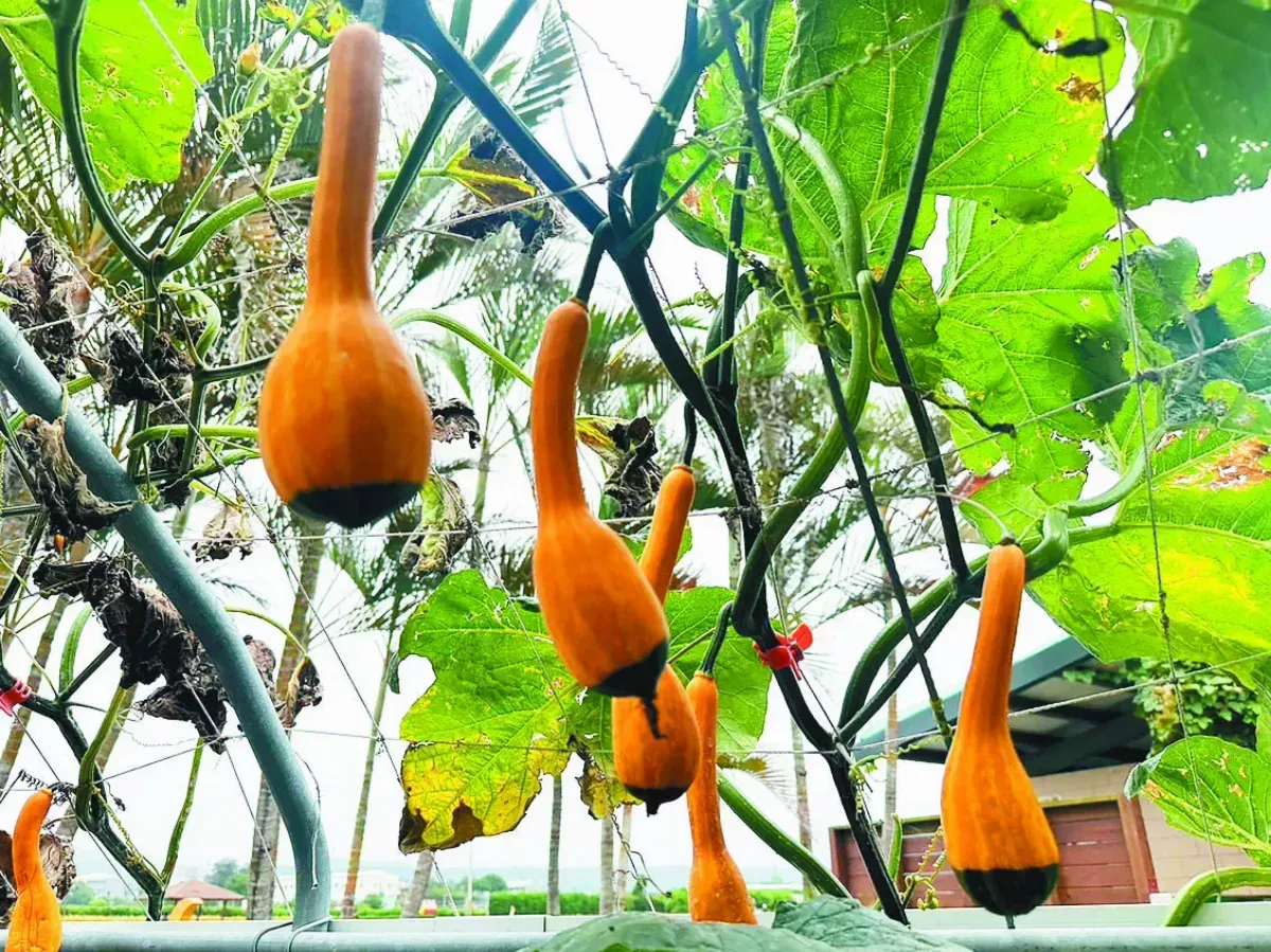 南瓜隧道 造型吸睛